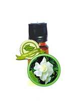 Gardenia Absolute Oil - 100% Pure Gardenia Jasminoides - 5ml (1/6oz) - £46.99 GBP