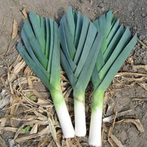 THJAR American Flag Leek 200 -  Seeds Cold Hardy! Heirloom Non GMO Sweet - $2.75