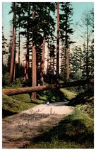 Schimitt&#39;s Park Seattle, Washington Mitchell Postcard - £10.05 GBP