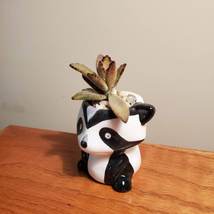 Mini Panda Planter with Panda Plant Succulent, Animal Plant Pot with Kalanchoe image 4
