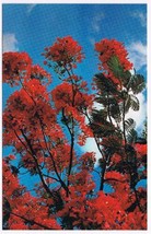 Florida Postcard Royal Poinciana Tree In Full Bloom - $2.05