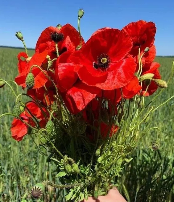 Papaver Rhoeas 1000+ Seeds Red Corn Poppy Garden Flowers Flanders Poppy - £5.98 GBP