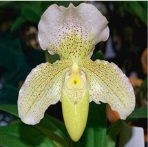 100 Seeds Paphiopedilum Orchid Seeds Orchid Bonsai Plants Flowers Beautiful - £9.10 GBP