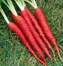 Blood Red Atomic Carrot 150 Seeds New Veggie Fresh Garden USA SELLER - £14.21 GBP