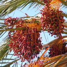 Rare Hanji Date Palm Seeds (5 Qty) - Cultivate Lush Palms at Home - Perfect for  - £2.39 GBP