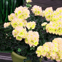 USA SELLER Geranium White Double Petals With Green Centre Ball Typed Flo... - $10.76