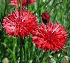 Bachelor Button, Tall Red Seeds, Organic, 500 Seeds, Beautiful Bright Red Colore - £14.61 GBP