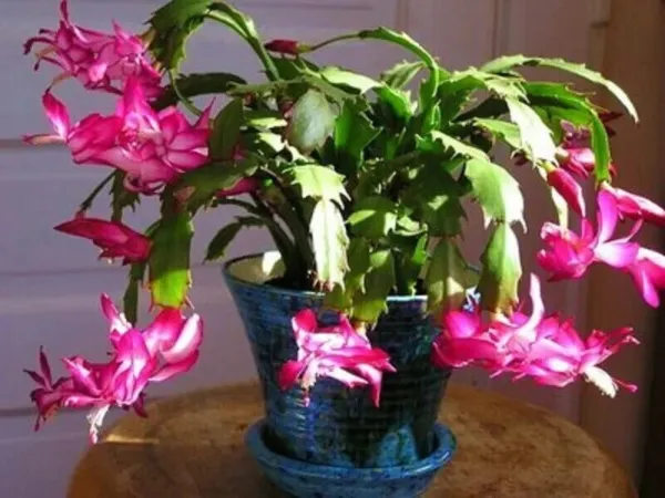 Red Christmas Cactus Flowering Trees Flowers Planting 25 Seeds Garden - £8.80 GBP