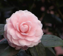 100 Pc Seeds Mixed Double Camellia Impatiens Flower Seeds for Planting | RK - £13.28 GBP
