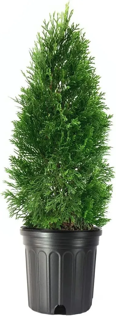 Arborvitae Emerald Green Live Trees Thuja Occidentalis - $54.37