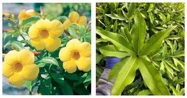 Starter Live Plant Yellow Allamanda~Perennial~Yellow Flower 3 to 5 Inches tall - £23.48 GBP