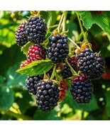 5 Triple Crown Blackberry Thornless Plant Rubus Starter Plant Fruit Bush... - $60.80