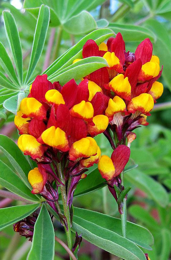 Linaria &#39;Spanish Dancer&#39; Seeds ~Linaria reticulata~ Long blooming Drough... - $3.00