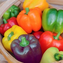 30 Mini Bell Pepper Mix Seeds Heirloom Organic 1 Day Fresh Seeds From US - £11.20 GBP