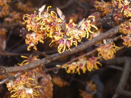 10 Vernal Witch Hazel Seeds Hamamelis Vernalis - £7.47 GBP