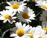 Ox Eye Daisy Flower Seeds 500 Perennial Bees Butterfly Garden Fast Shipping - £7.22 GBP
