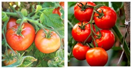 100 Seeds Patio Tasty Kabob Tomato Vegetable Garden Planting - £19.94 GBP