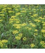 Fernleaf Lomatium (lomatium Disse), 35 SEEDS D - £9.70 GBP