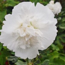 30+ WHITE GIANT DANISH DOUBLE HOLLYHOCK FLOWER SEEDS  - $9.84