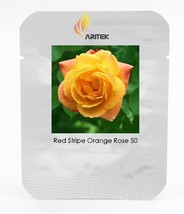 Red Stripe Orange Rose Flower Seeds, Professional , 50 Seeds / , Strong ... - $6.88