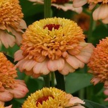 25 Zinnias Seeds Zinnia Zinderella Peach Cut Flowers Fresh Garden - £12.13 GBP