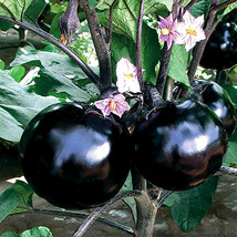 50 Seeds Explore The World Of Black Round Eggplant Garden Fresh - £6.35 GBP