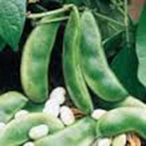 Lima Bean, Henderson Bush, NON Gmo,organic 500+ Seeds, Great Tasting and Healthy - £15.79 GBP