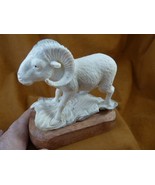 (Ram-w1) large white Ram of shed ANTLER figurine on wood base Bali detailed - $388.01