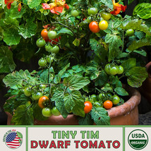 USA SELLER 10 Tiny Tim Dwarf Tomato Seeds Organic Open Pollinated Fresh New - $11.98