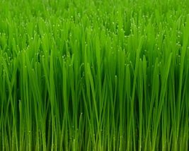 Seeds 6 Pounds Wheatgrass Catnip Substitute Wheat Grass Cat Dog Pets Pasto Trigo - $40.00