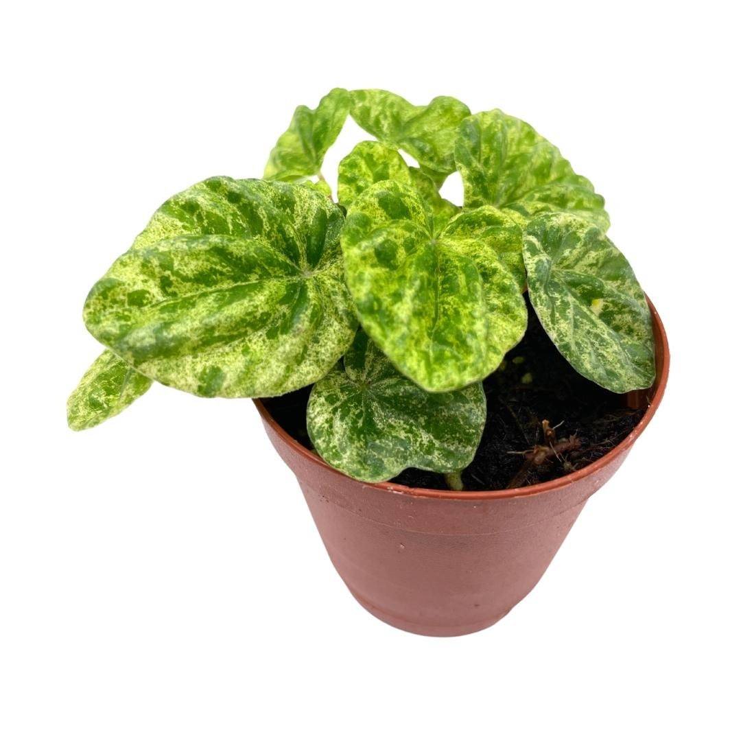 Variegated Emerald Ripple Peperomia Caperata, 2 inch pot, Tiny Mini Pixi... - $9.13