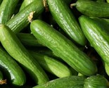 Muncher Cucumber Seeds 30 Vegetables Garden Culinary Pickling Fast Shipping - $8.99