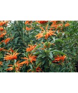 Lion&#39;s Tail - Wild dagga - Leonotis leonurus - 10+ seeds - E 291 - £1.59 GBP