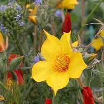 Lindley&#39;s Blazing Star Yellow - 100 Seeds - £5.59 GBP