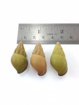 #32 Amphidromus Noriokowasoei Lot Of 3 Land Tree Snail Shell Vietnam 32.... - £11.43 GBP
