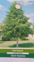 Bald Cypress Tree 4&#39;-6&#39; Live Healthy Shade Tree Plants Shipped To All 50... - $96.95