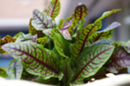 Red Veined Sorrel 500  Seeds Rumex sanguineus Colorful in Salad - $11.98