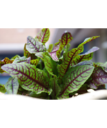Red Veined Sorrel 500  Seeds Rumex sanguineus Colorful in Salad - £9.42 GBP
