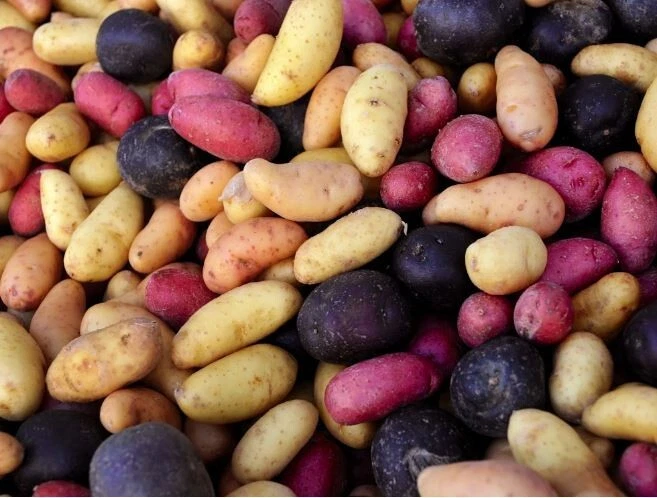Potato Lover&#39;s Mix - 2 lb pounds - Certified Non-GMO Seed Potatoes for S... - €32,73 EUR