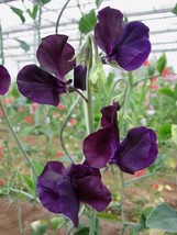 30 Seeds Azul Marino Lathyrus Mayoría Aromático Guisante De Olor Semillas De Flo - £11.36 GBP