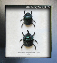 Real Scarab Beetles Oxysternon Conspicillatum PAIR Framed Entomology Sha... - $78.99