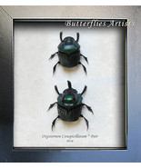 Real Scarab Beetles Oxysternon Conspicillatum PAIR Framed Entomology Sha... - $107.56 CAD