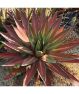 Agave Kerchovei Huajuapan Red Agave Garden Plants  - 10 Seeds - £18.83 GBP