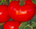 Delicious Tomato Seeds 50 Seeds Non-Gmo Fast Shipping - $7.99