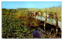 Anhinga Trail Florida Everglades National Park Postcard - £11.66 GBP