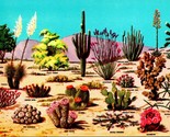 Vtg Chrome Postcard Cacti &amp; Desert Flora of Great Southwest Petley Studi... - $3.91