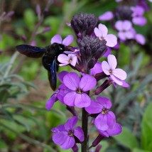 Matthiola Incana Ten Week Blue Seed New Fresh Seeds USA - £8.16 GBP