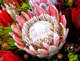 Goodidea 2PCS Protea Cynaroides Seeds Water Pink Flowers - £6.28 GBP