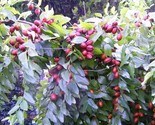 Sale 20 Seeds Red Chinese Date Tree Edible Fruit Jujube Ziziphus Jujuba ... - £10.14 GBP