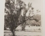 Vintage Real Photo Post Card RPPC Smoke Trees of Colorado Desert FRASHER... - $3.91